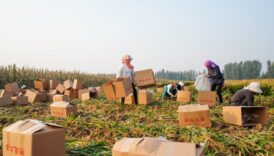 E-commerce drives China’s green packaging growth